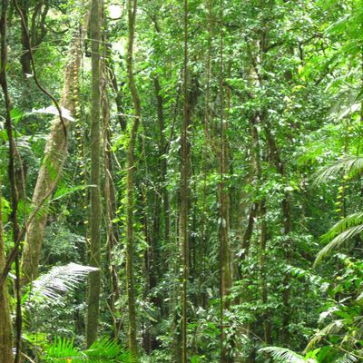 Début de notre road trip familial: au coeur de la forêt tropicale!