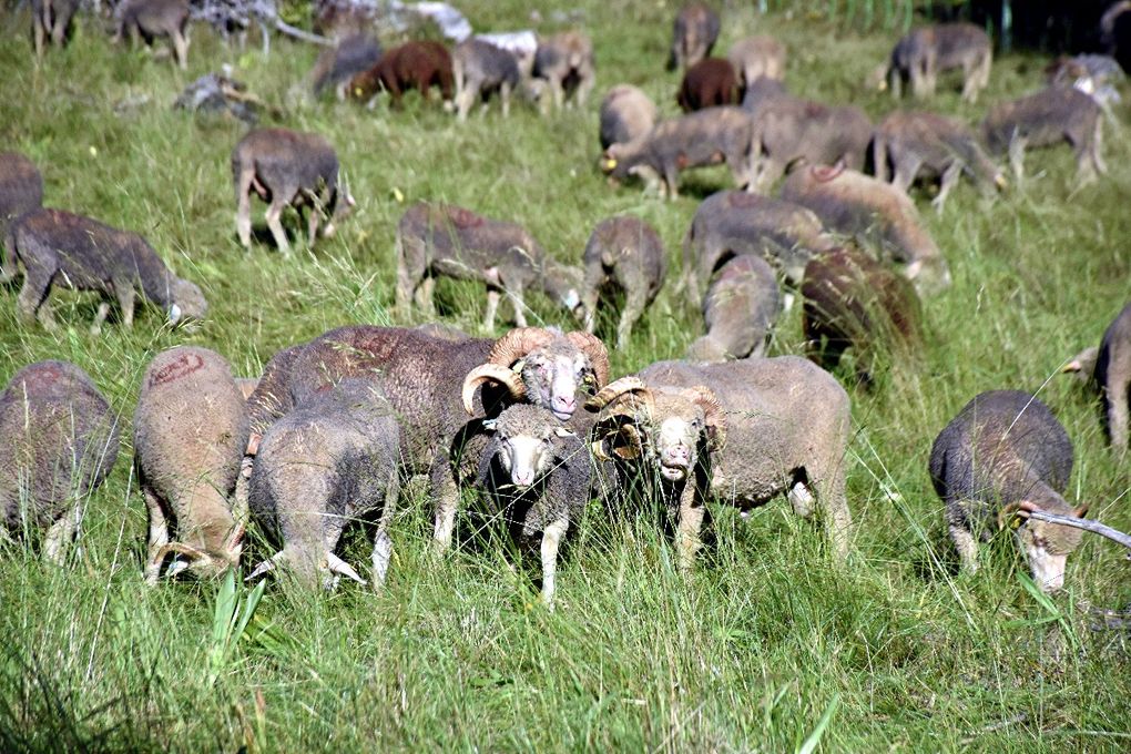 LA TRANSHUMANCE DES BERGERS NICOIS 2