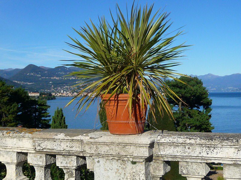 a Isola Bella le palais baroque des Borromées mériterait une visite d'une journée, ne serait-ce que pour ses jardins.