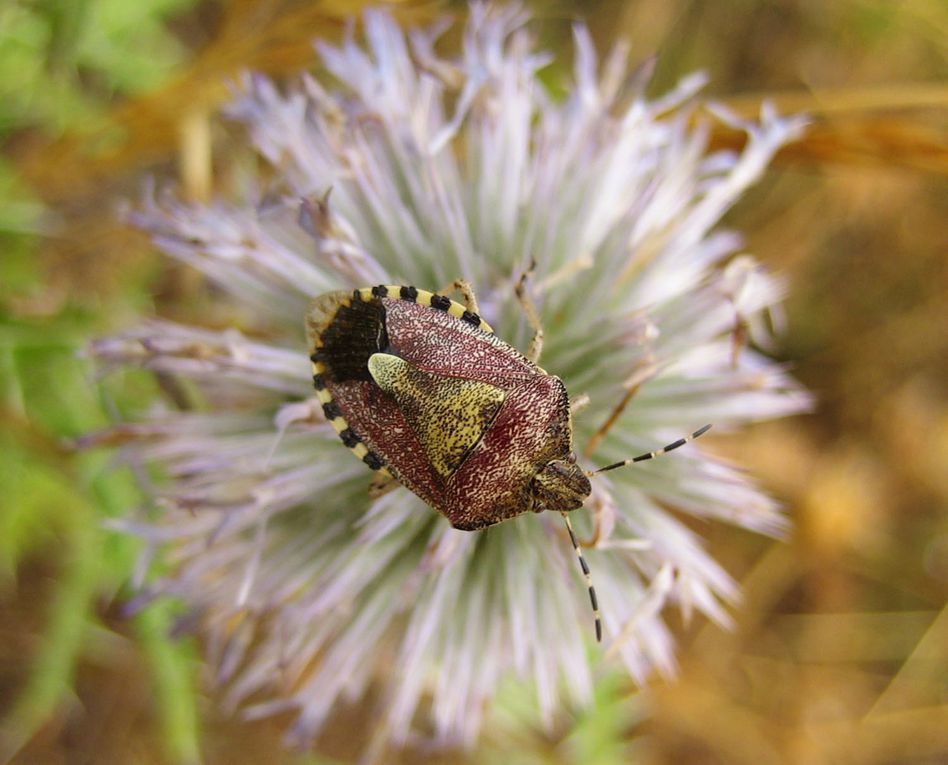 Album - Pentatomidae