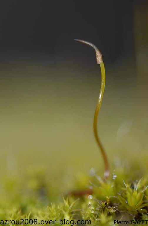 photos prises aux alentours du village de Chemilly, dans l'Allier (03), ainsi que dans la Nièvre (58) et le Puy-de-Dôme (63). Vous y trouverez principalement des photos d'insectes et de fleurs.