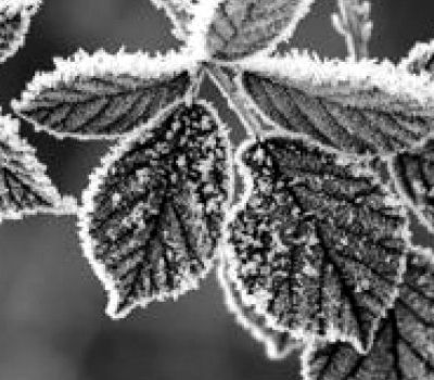 Noyal-Pontivy Début 1970 Une  douloureuse absence