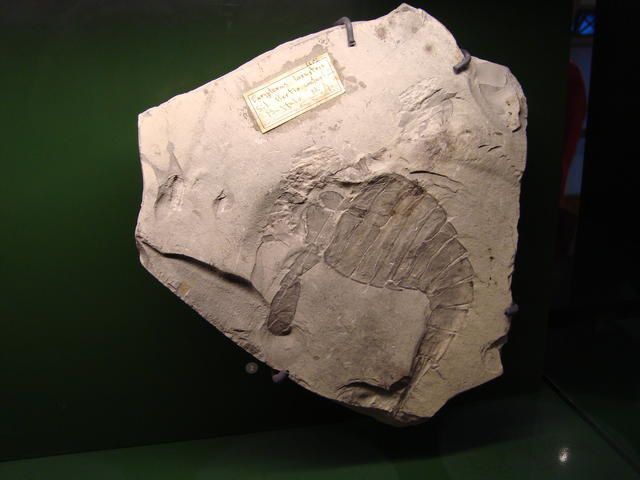 <p>IRScNB : la nouvelle Galerie de l’Evolution.</p>
<p>Quelques photographies marquantes de notre visite en avant-première.</p>
<p>Excellente visite !</p>
<p>Phil « Fossil »</p>
