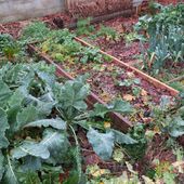 Quels légumes d'hiver planter dans son potager ?