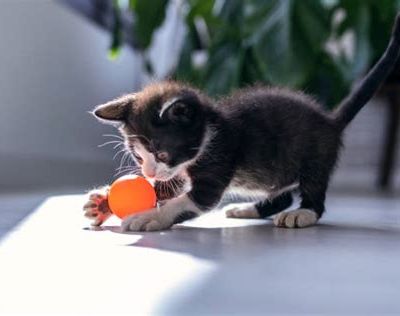 CROCHET : un chat joueur
