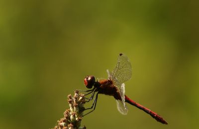 Sympétrum sanguin (Sympetrum sanguineum)