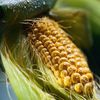 Les cultures d'OGM s'effondrent en Europe