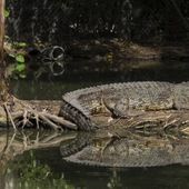 Petition · Environmental Protection Agency: Non à la construction de la ferme de crocodiles par Hermes · Change.org