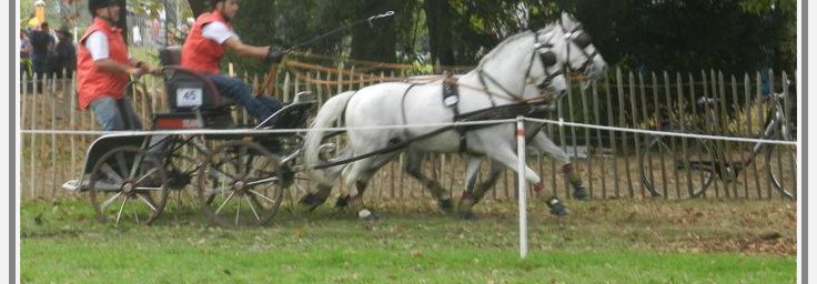  Championnats du monde d'Attelage poneys