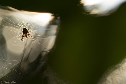 Epeire diadème (Araneus diadematus)