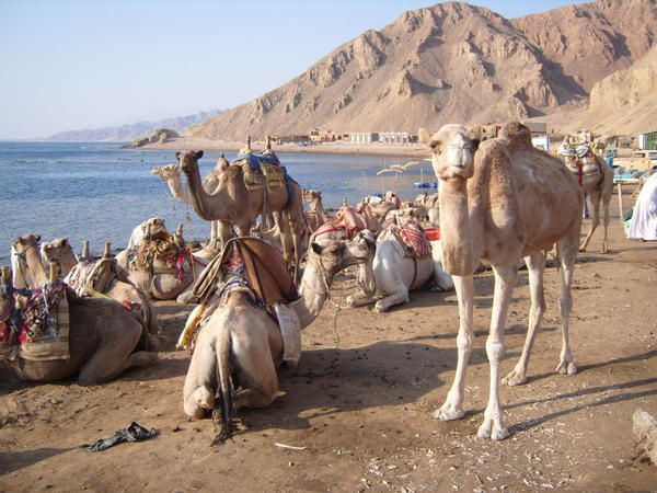 Album - DAHAB-OCTOBRE-2008-VAUTOURS