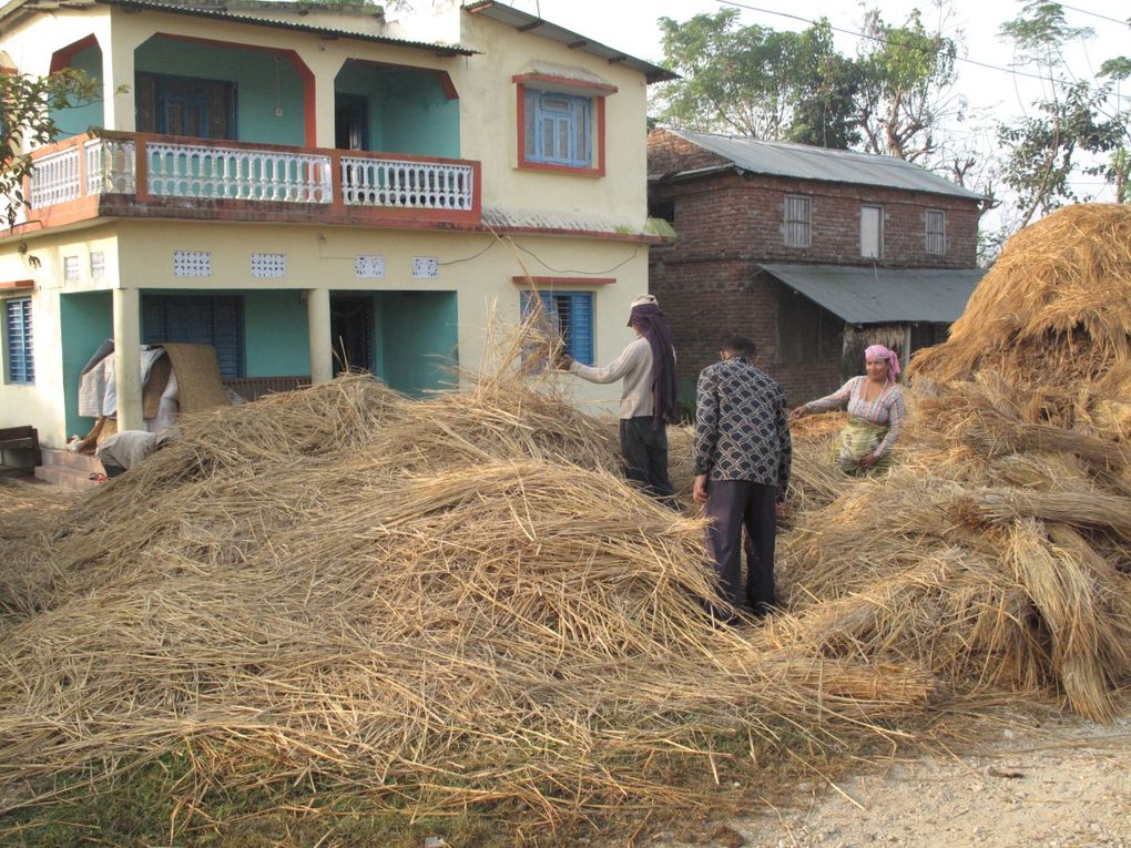 Album - Parc du Chitwan