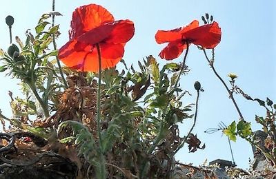 Poppies.