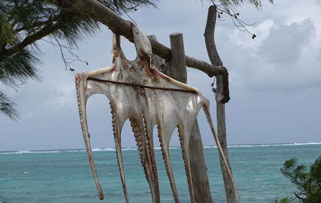 Vacances à l'île Rodrigues 