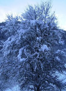 l'arbre et le temps III