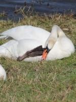 Cygne tuberculé et martin-pêcheur.