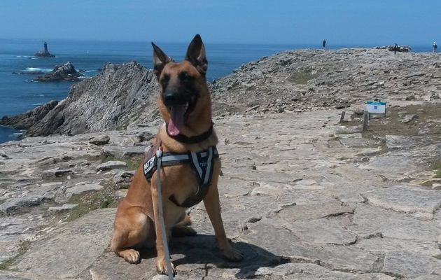 Voyager avec son chien : liste des plages autorisées aux chiens été 2018