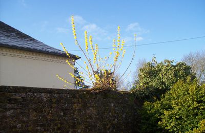 Lundi Jaune