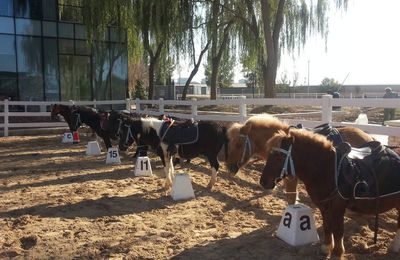 I Pony au fil des saisons !