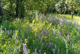 7 juin 2023 - Sentier des Orchidées à Montenach