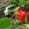 J'adooore les fraises !!!
