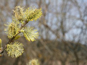 Compléments sur les bourgeons