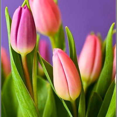 Les fleurs - tulipes