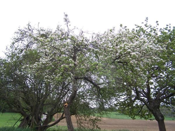 Un avant-goût du printemps au Verger Gourmand