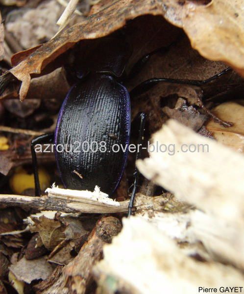 photos prises aux alentours du village de Chemilly, dans l'Allier (03), ainsi que dans la Nièvre (58) et le Puy-de-Dôme (63). Vous y trouverez principalement des photos d'insectes et de fleurs.