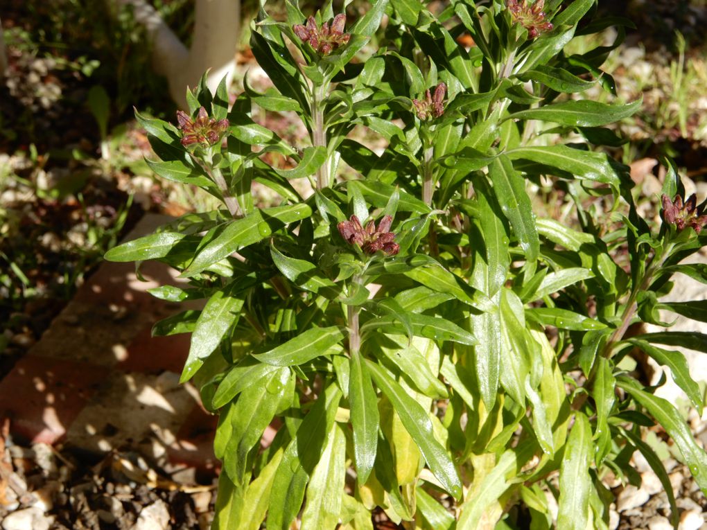 Petit tour au jardin