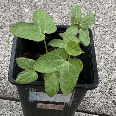 Semis d'ipomée 'feuilles de lierre" dans le micro jardin urbain, deuxième essai