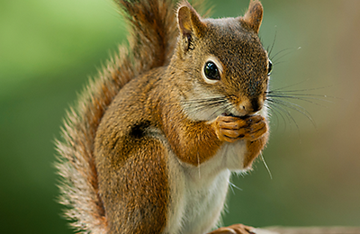 How To Keep Squirrels Out Of Your Trash Cans