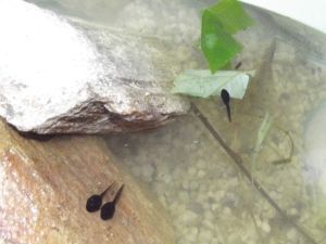 Le cycle de la grenouille