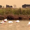 Flamants Roses