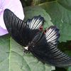 Papillons en liberté - Jardin botanique