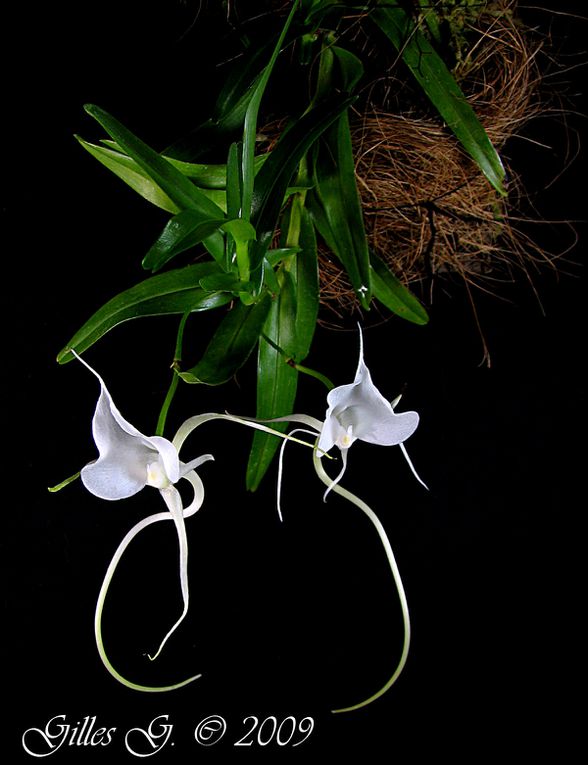 D'autres orchidées africaines ou des Mascareignes en plus de mes Aerangis.