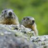 Marmottes