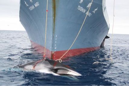 Excellente nouvelle : le Japon doit cesser la chasse à la baleine en Antarctique!