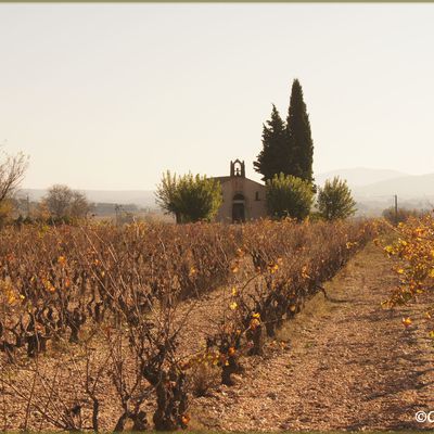 Ballade dans les vignes à Pourrières Var