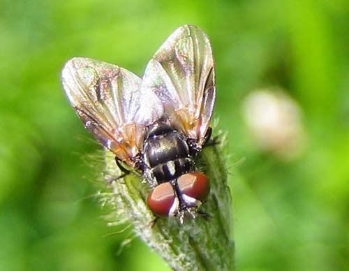 Album - tachinidae