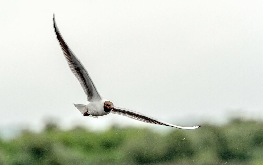 Le sentier littoral à proximité de la réserve ornithologique du Teich.