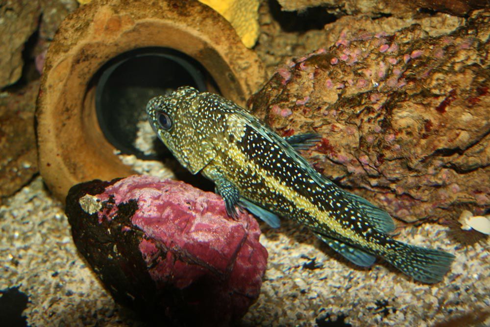 Visite de l'Océarium du Croisic Loire Atlantique