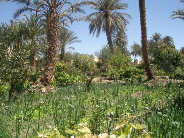 UN TRÈS BEAU JARDIN ,CELUI DE NOTRE AMI MUSTAPHA. FÉLICITATIONS ET BRAVO POUR VOTRE BON GOUT.