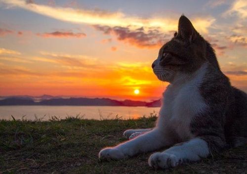 Aider Les Chats Errants De France Le Blog De Kimcat
