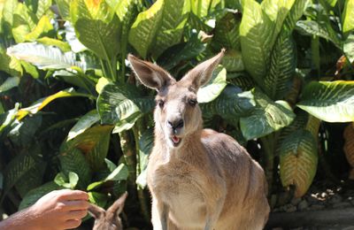 La côte Est de l'Australie