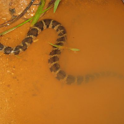 Helicops angulatus au pont de la conté