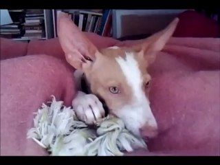Podenca Nini, encore elle