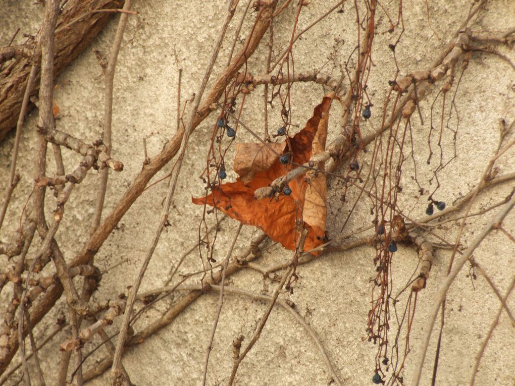 Album - A ciel ouvert