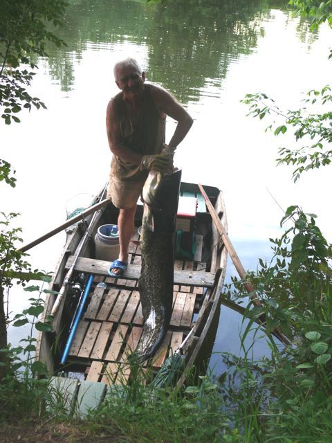 Prises de poissons sur l'Isle dans la zone Montpon-St Seurin sur l'Isle.