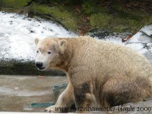 Knut am 4. Januar 2009